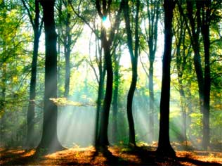 Máster en Eficiencia Energética, Cambio Climático y Sostenibilidad en el Día Mundial del Medio Ambiente