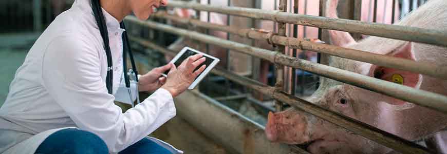 Formación del Personal Responsable de Autocontroles en la Certificación de Bienestar Animal Welfair® para granjas de Porcino de engorde  - Aula Virtual