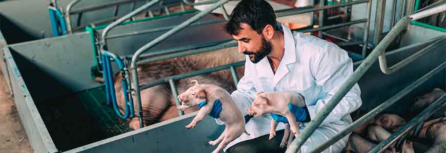Formación del Personal Responsable de Autocontroles en la Certificación Multisite de Bienestar Animal Welfair® para granjas de Porcino de madres y lechones - Aula Virtual