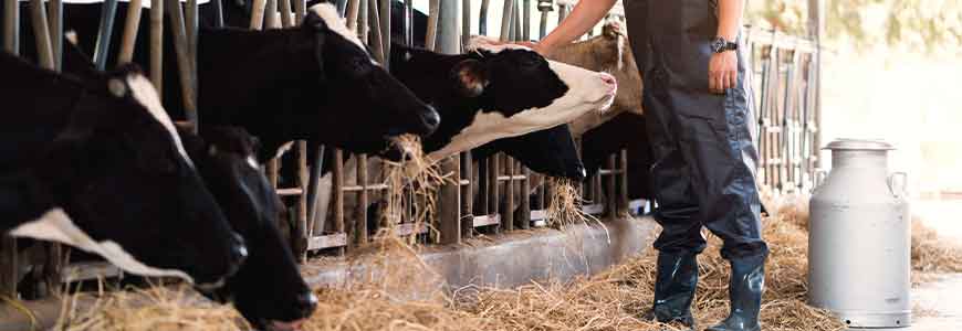 Curso de Formación del Personal Responsable de Autocontroles en la Certificación de Bienestar Animal Welfair® para granjas de vacuno de leche - Aula Virtual