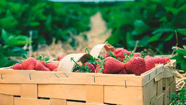 Producción ecológica: sostenibilidad en la industria alimentaria